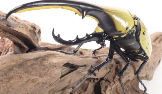 【ヘラクレスオオカブト】カプセルトイの塗装代行のご依頼